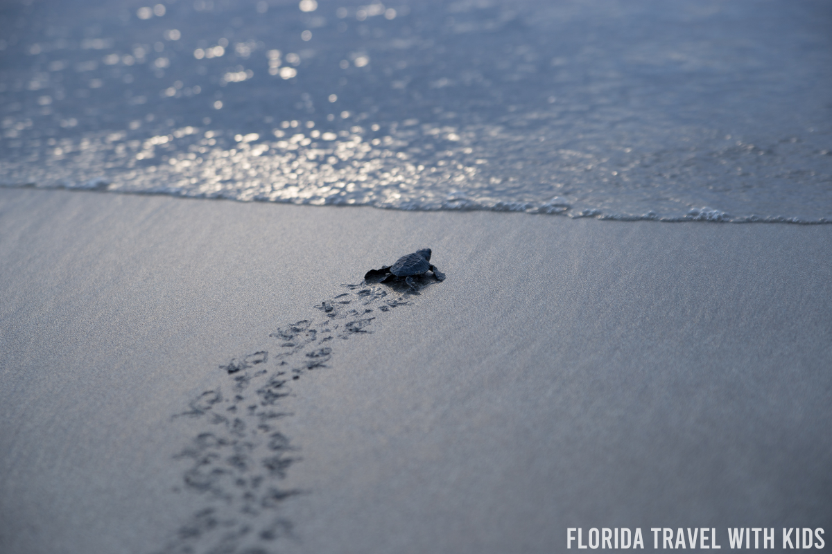 The 10 best places to see sea turtles in Florida
