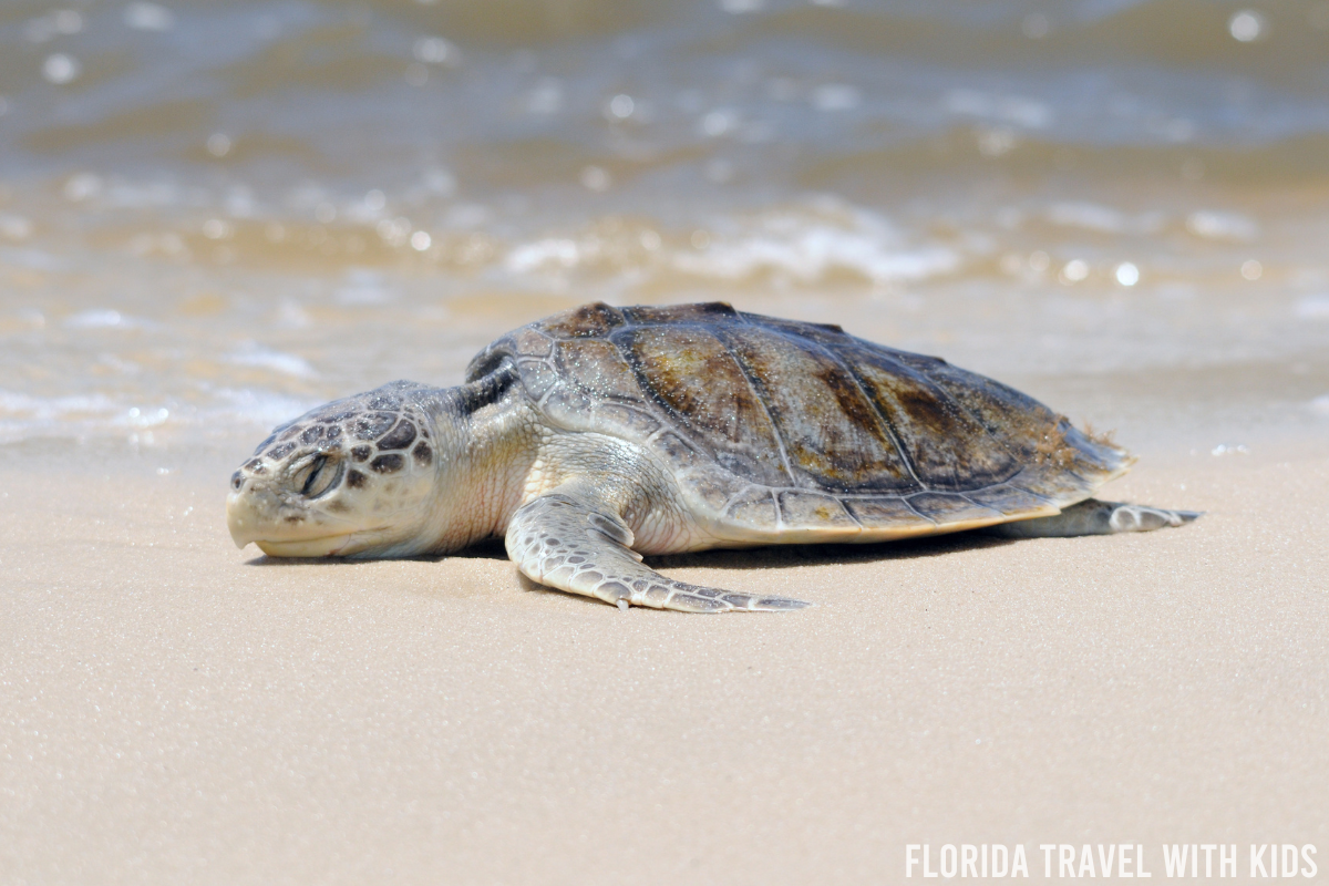 The 10 best places to see sea turtles in Florida