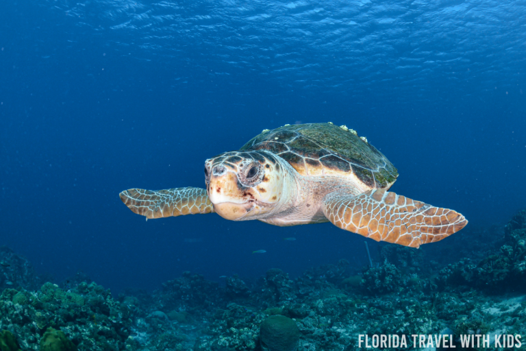 The 10 best places to see sea turtles in Florida