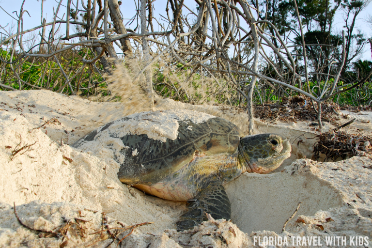 The 10 best places to see sea turtles in Florida