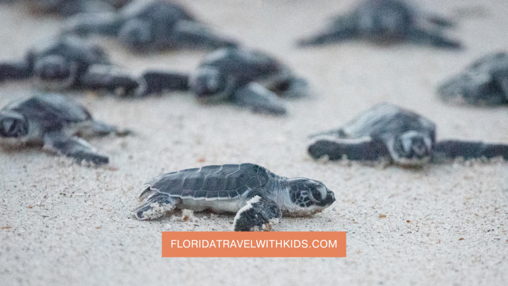 The 10 best places to see sea turtles in Florida
