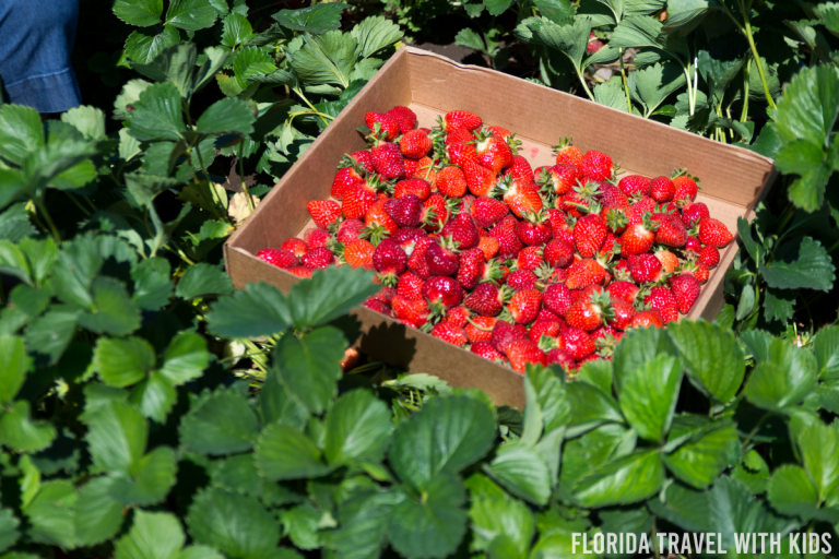 The 10 best strawberry farms in Florida (Upick and organic)