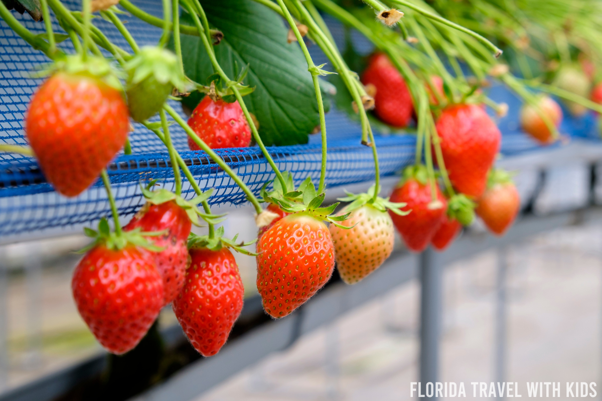 The 10 best strawberry farms in Florida (Upick and organic)