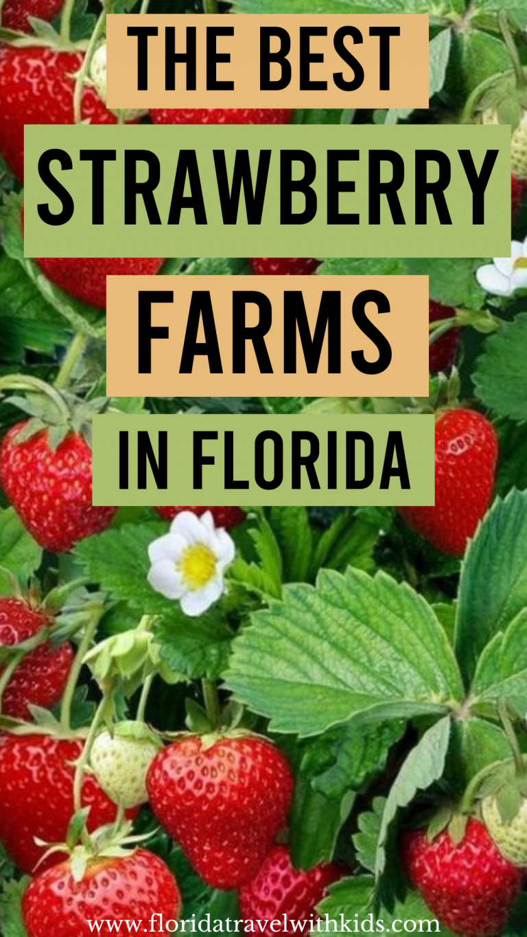 The 10 best strawberry farms in Florida (Upick and organic)
