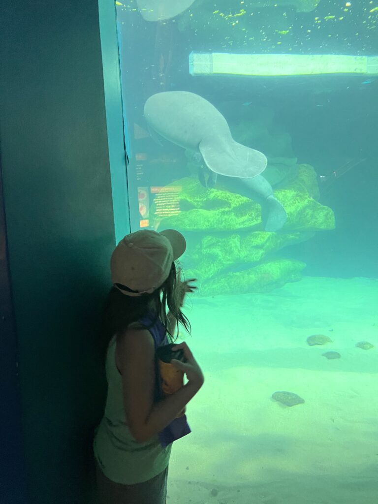 manatees at Disney World