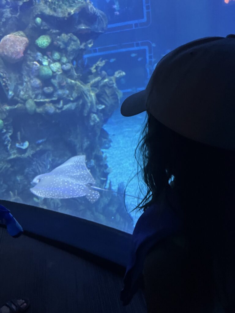manatees at Disney World