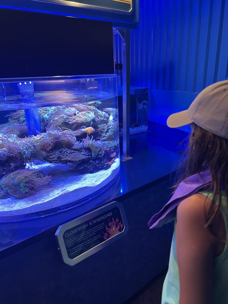 manatees at Disney World