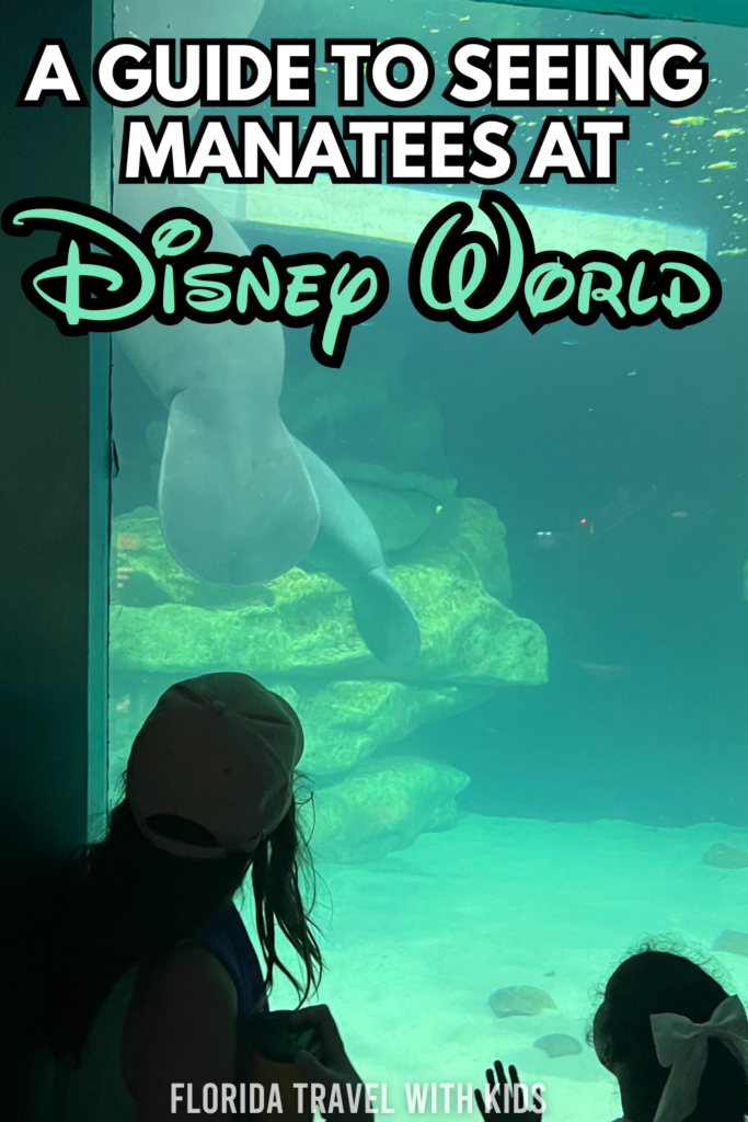 manatees at Disney World