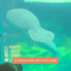 manatees at Disney World